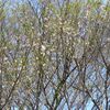 桜はまだかいな？　千葉・花島公園、