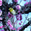 大阪城公園の野鳥　2021.2.24