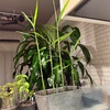 たった1ヶ月でここまで…！ 土に植えた「スーパーで買った生姜」の成長スピード本当に半端ない