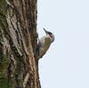 野鳥観察日記：感動の再会と写真撮影