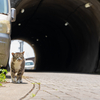 隣県東部離島のねこさん