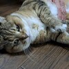 ちょっとの間、仕事が落ち着いた飼い主。