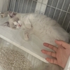 侵入者！？末っ子ラルとの初対面🐾