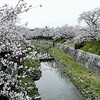 山崎川の桜