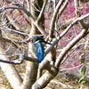 カワセミたち野鳥と3月のお花などー3月の写真蔵出しー