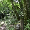 森を登る道の入口【フリー素材・森・森林・木・🌲・🌳・🌴】