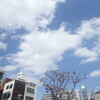 ソメイヨシノが開花した週末＆週明け～15日（日）＆16日（月）
