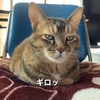 猫も　ひきこもる