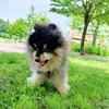 愛犬の旅立ち