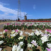 ２０２４／０４／１６　佐倉チューリップフェスタ