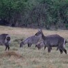 ウォーターバック(Waterbuck)