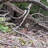 鈴北岳・鈴ヶ岳・茶野・御池岳　2023/10/14