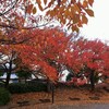 皇帝ダリア　in　都立小金井公園