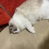 午前中はこたつ入り、夜はお風呂入りして遊んだふくちゃん