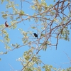ヒガシニシキタイヨウチョウ Marico Sunbird