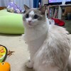 ふくちゃん受難のお留守番