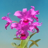 Guarianthe bowringiana `Black Prince'   