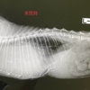 胸腺腫の猫ちゃん