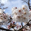 雨の合間のささやかなお花見。