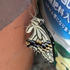 アゲハの「発露」