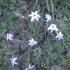 野の花と列車と桜