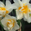 吉祥の花「スイセン」