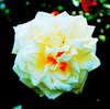 white rose