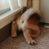 今日の柴ちゃん13 私をうらやましがる夫