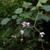 Persicaria senticosa　ママコノシリヌグイ