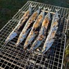 秋キャンプ飯におすすめ！新物の秋刀魚を炭火で焼いて楽しむ秋のキャンプ料理