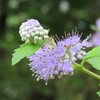 段菊