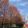 写真で記録　思いを込めて　🍁紅葉に染まる公園🍁