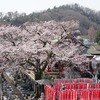 3月24日～3月30日(京王線1日券の旅、国立公文書館、杉並お散歩会）