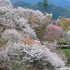 桜の季節