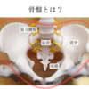 【姿勢を学ぶ】骨盤（寛骨・仙骨・尾椎）の構造・形を知る