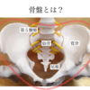 【姿勢を学ぶ】骨盤（寛骨・仙骨・尾椎）の構造・形を知る