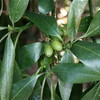 部屋の「ジンチョウゲ（沈丁花）」が花開きました。