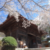 しみじみ愛でる、福島県の「神社仏閣の桜」＜中通り・県中編＞14選