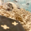まったりちゃんのワタシ
