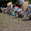 廣田神社｜2025年5月25日（日）『めぐみ廣田の大田植え』が開催されます！