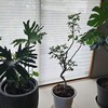 3カ月ちょっとしか活躍しないインテリアグリーンのクッカバラやストレリチアたち。