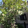 我が家のシンボルツリー　シャラの木夏椿