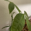 5月29日-草の成長⑭-