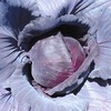 菜園の様子34