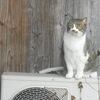 キジ猫、勇者の証