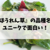 勘違いしていない ほうれん草は英語で ポパイ ではない ベジログ 勘違いしていない ほうれん草は英語で ポパイ ではない ベジログ
