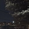 桜ですね　2024.4.4（木）
