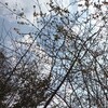 最近の事情を諸々と うつとかお金の話