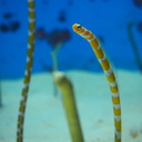 水族館好きによる水族館巡り日記