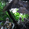 えっ！？幼鳥一羽は旅立っていない？？＆オオタカ回顧録画像。